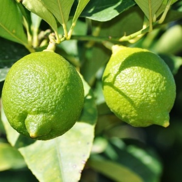 Nimboo Kagazi (Grafted) - Lemon Plant, Lime Citrus